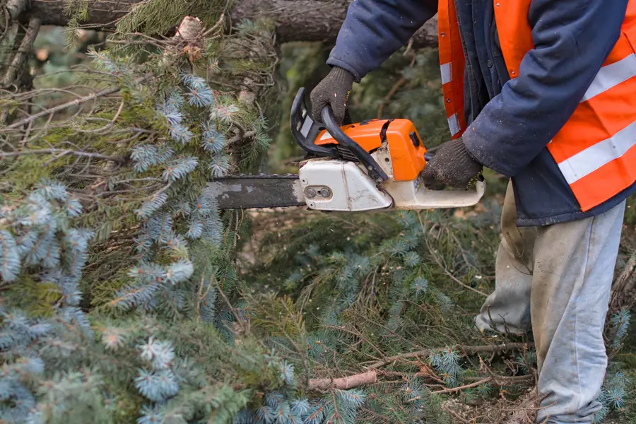Affordable Tree Removal San Jose, CA Affordable Tree Removal San Jose, CA