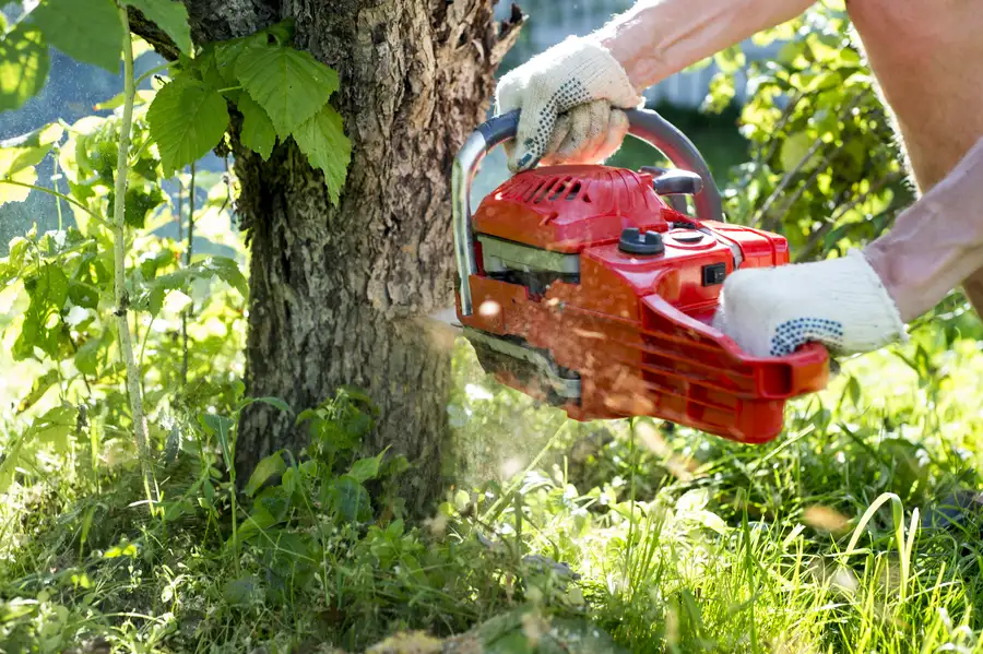 Common Risks Of Delaying Tree Removal On Your Property in San Jose, CA