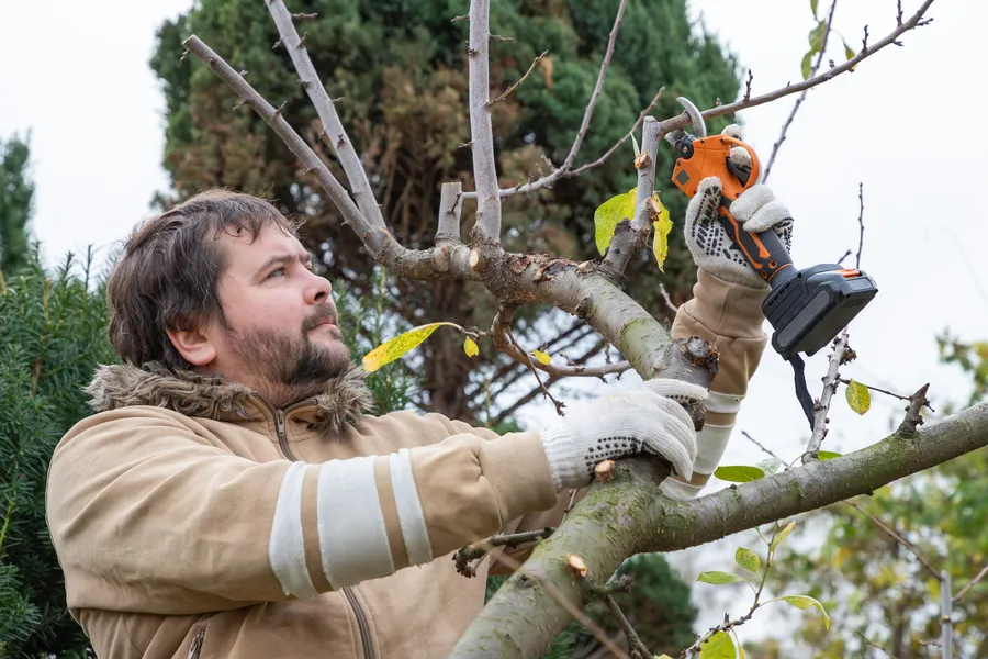 Excellent Tree Pruning San Jose, CA Excellent Tree Pruning San Jose, CA
