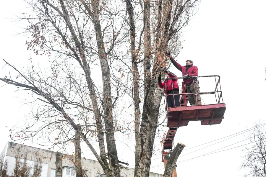 How Proper Tree Trimming Enhances Curb Appeal in San Jose, CA