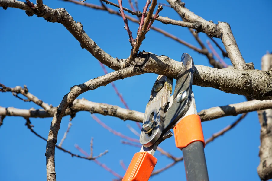 How Tree Pruning Can Prevent Damage From Storms And Wind San Jose, CA