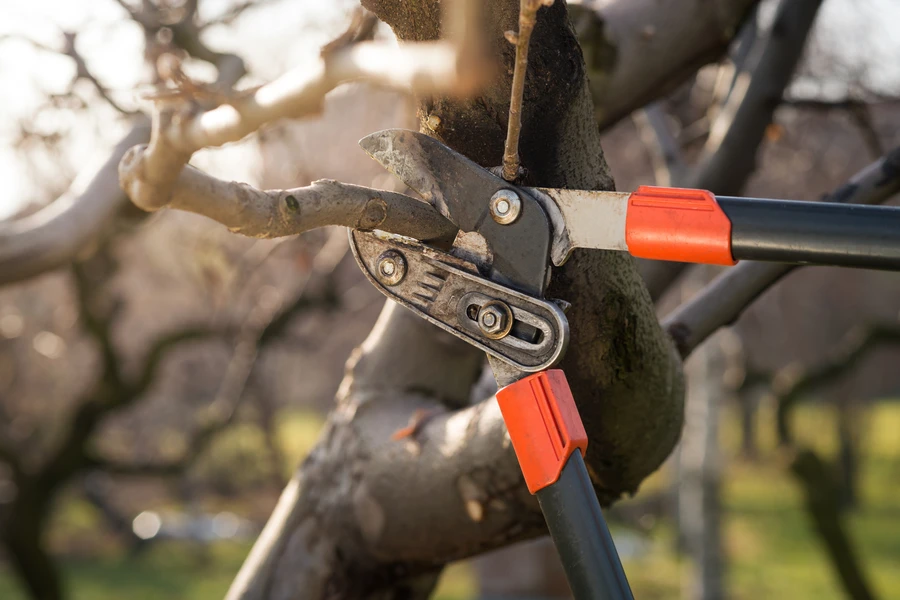 How Tree Pruning Can Prevent Damage From Storms And Wind in San Jose, CA