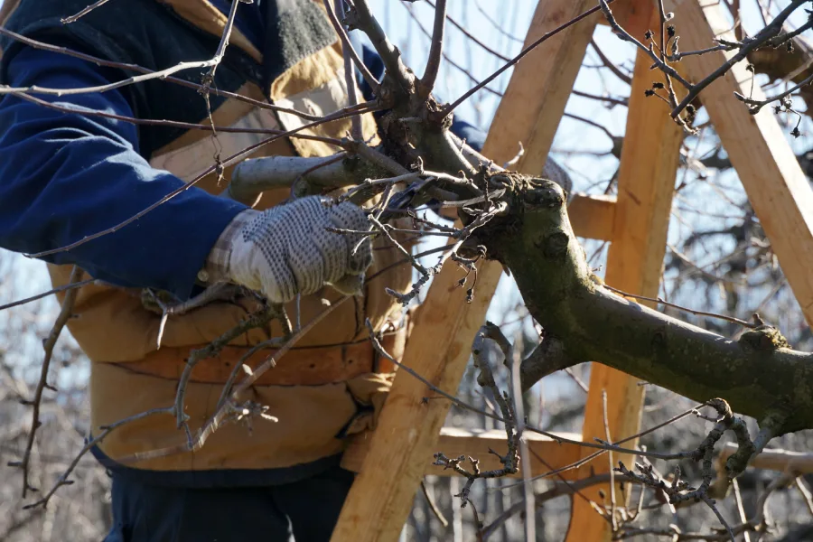 Professional Tree Pruning San Jose, CA Professional Tree Pruning San Jose, CA
