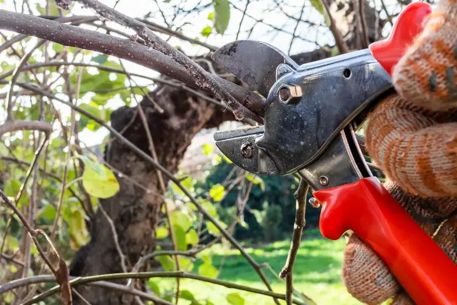 Top-rated Tree Pruning San Jose, CA Top-rated Tree Pruning San Jose, CA