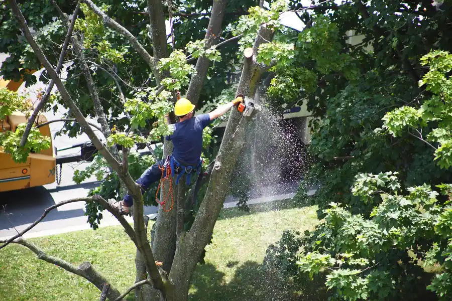 Tree Removal And Its Role In Storm Preparation in San Jose, CA Tree Removal And Its Role In Storm Preparation in San Jose, CA